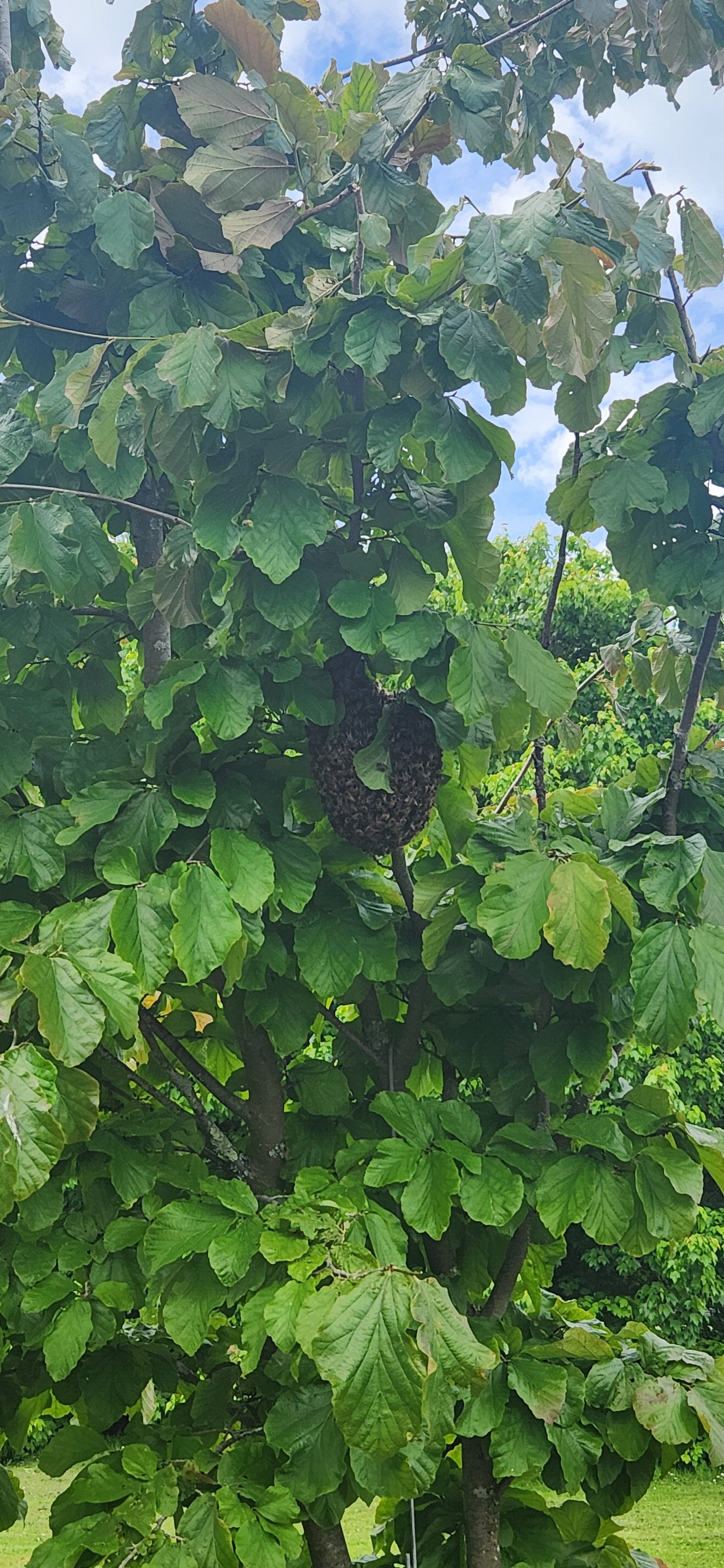 Swarm photo