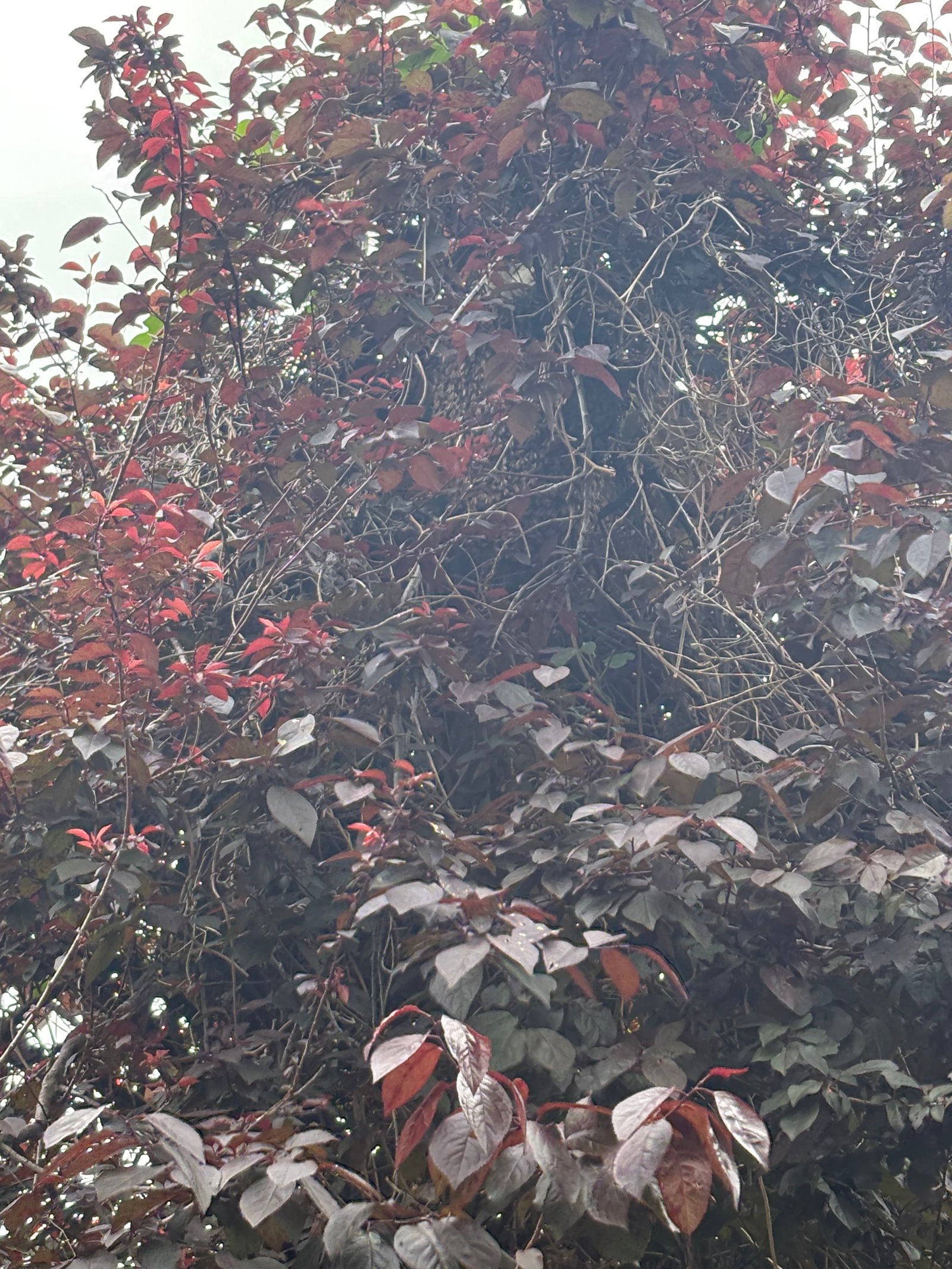 Swarm photo