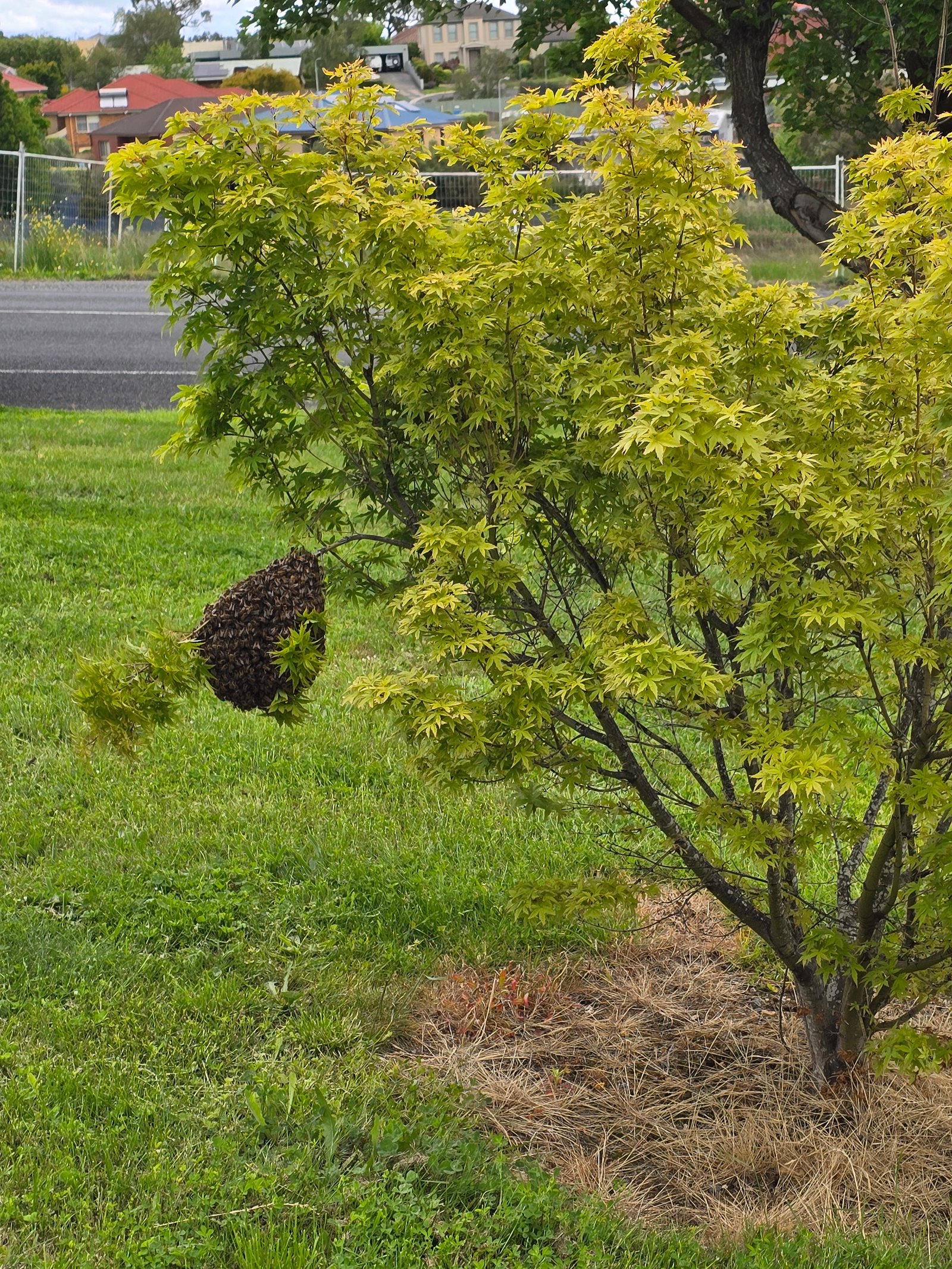 Swarm photo