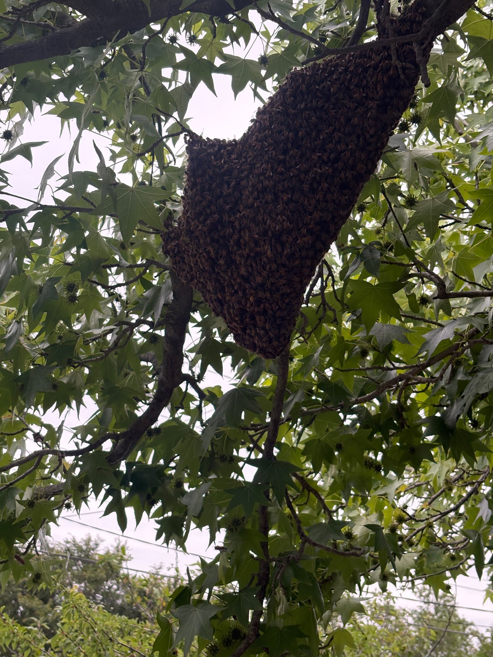 Swarm photo