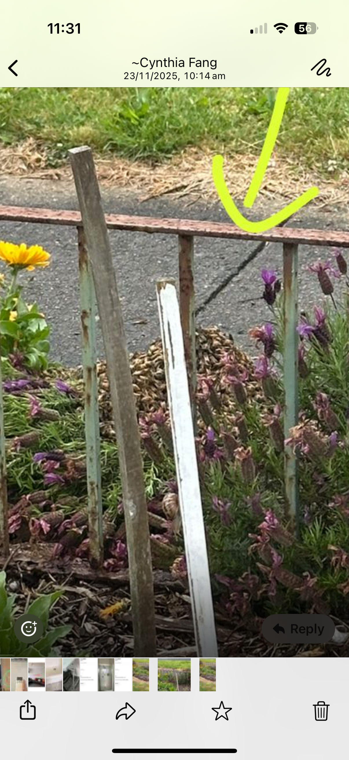Swarm photo