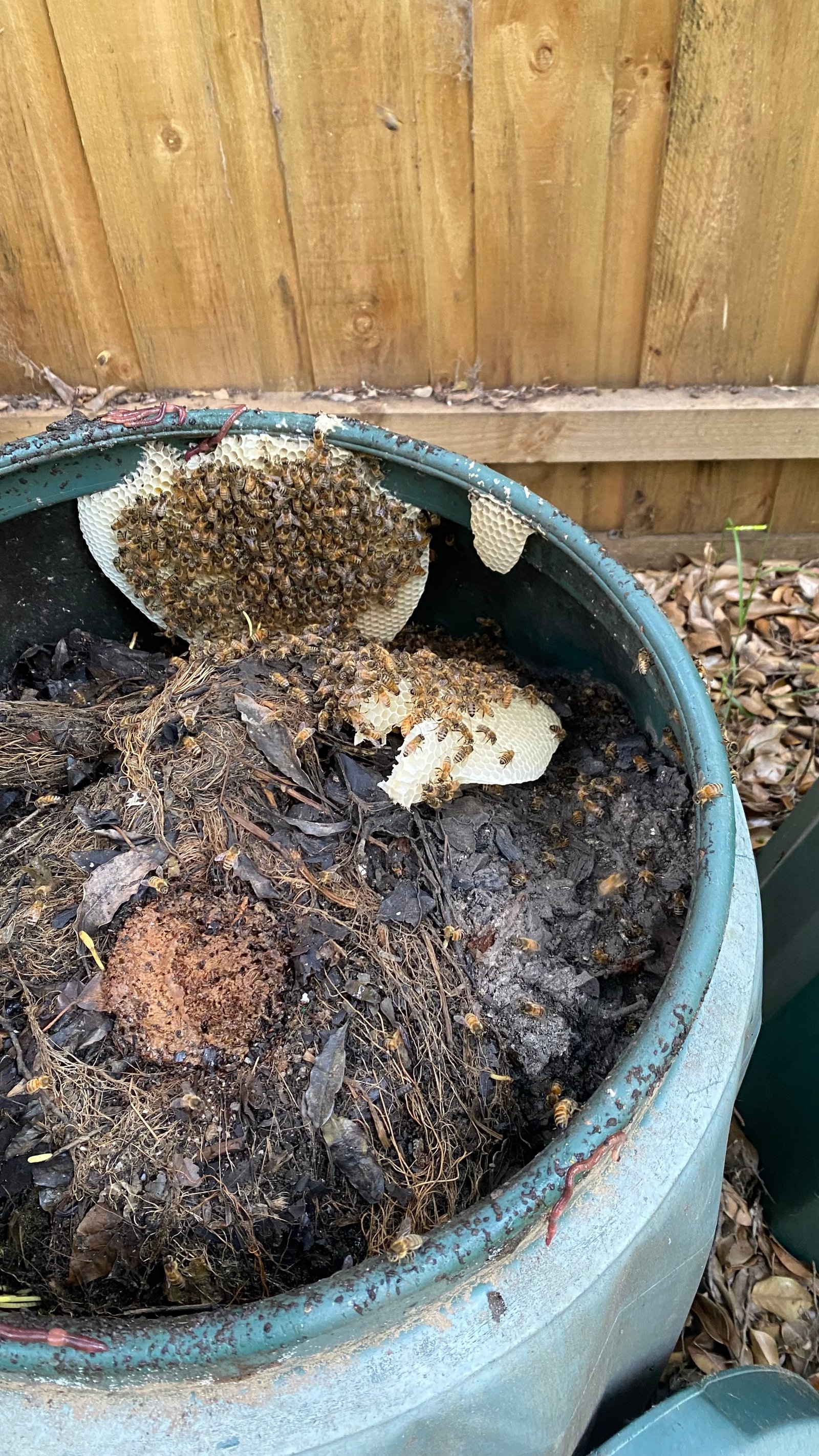 Swarm photo