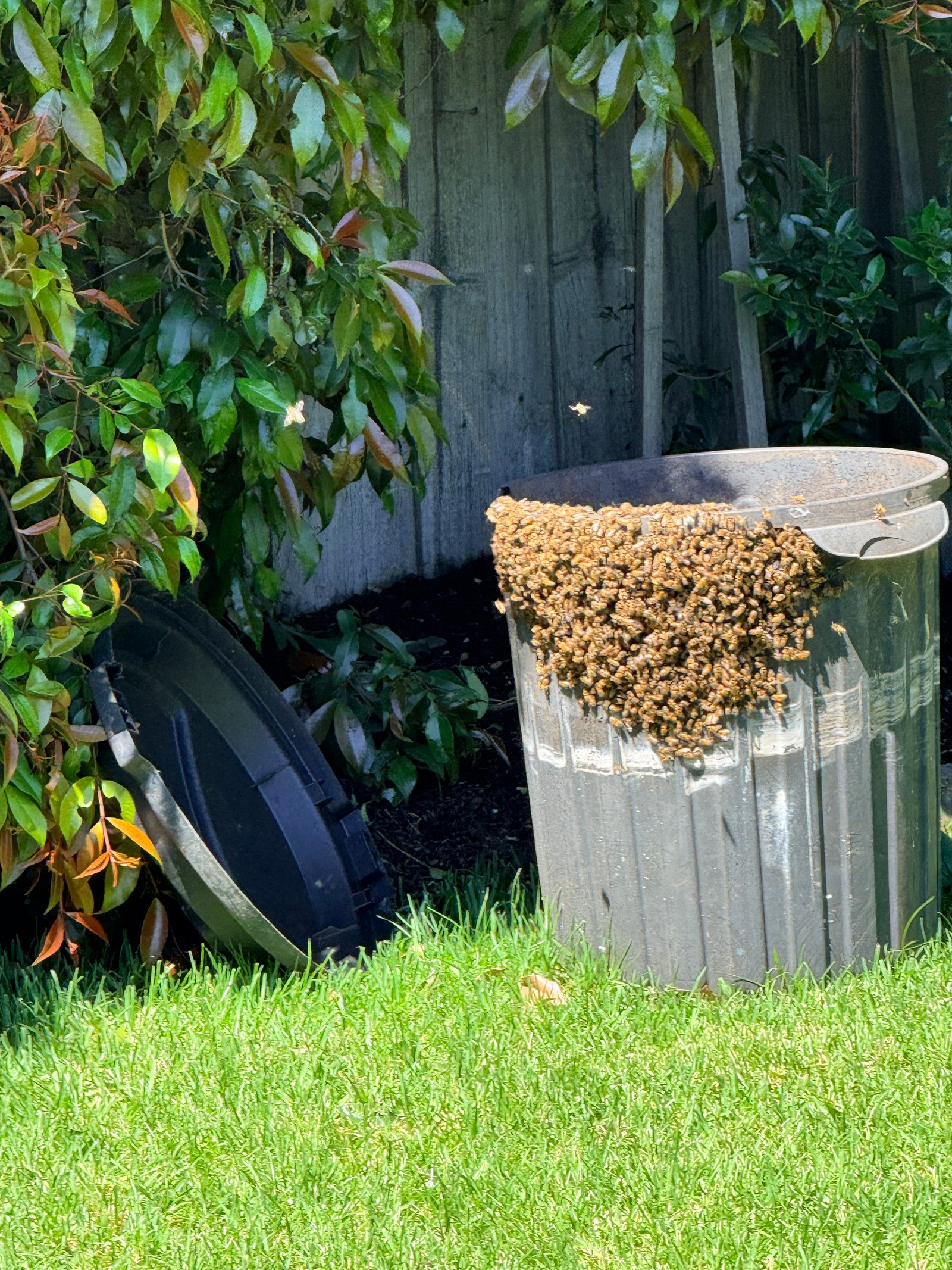 Swarm photo
