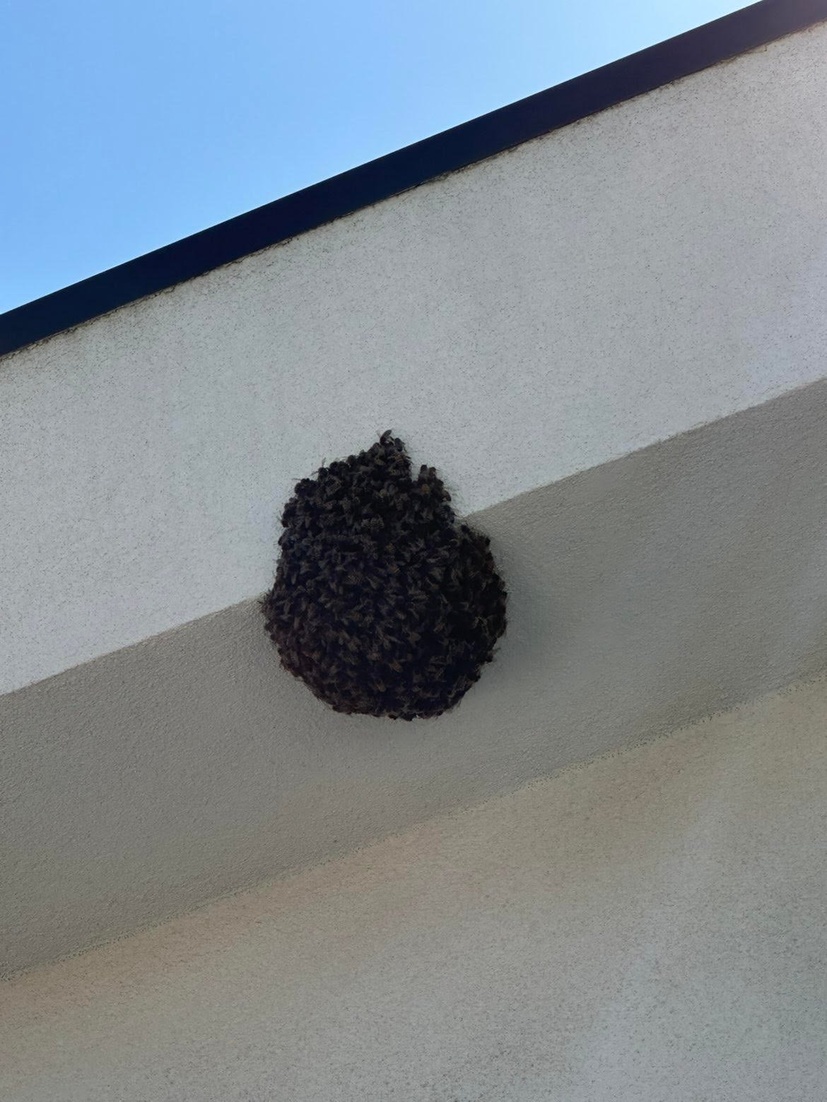 Swarm photo