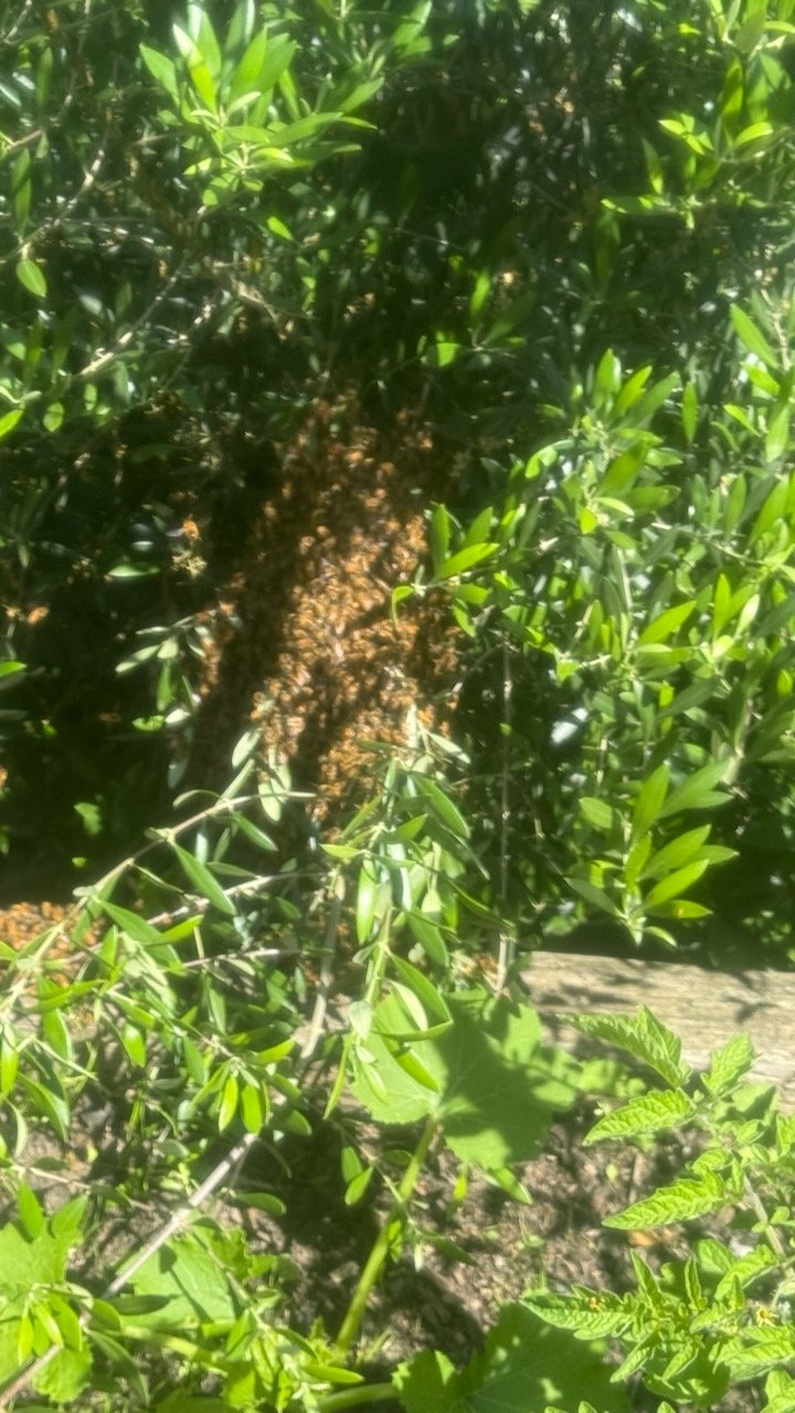 Swarm photo