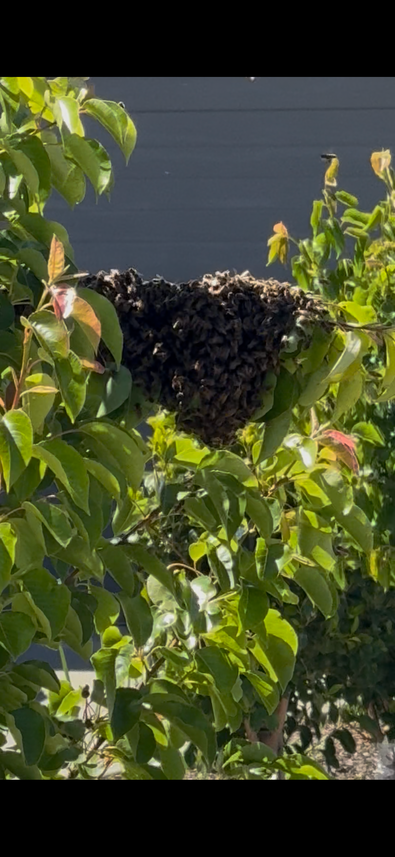 Swarm photo