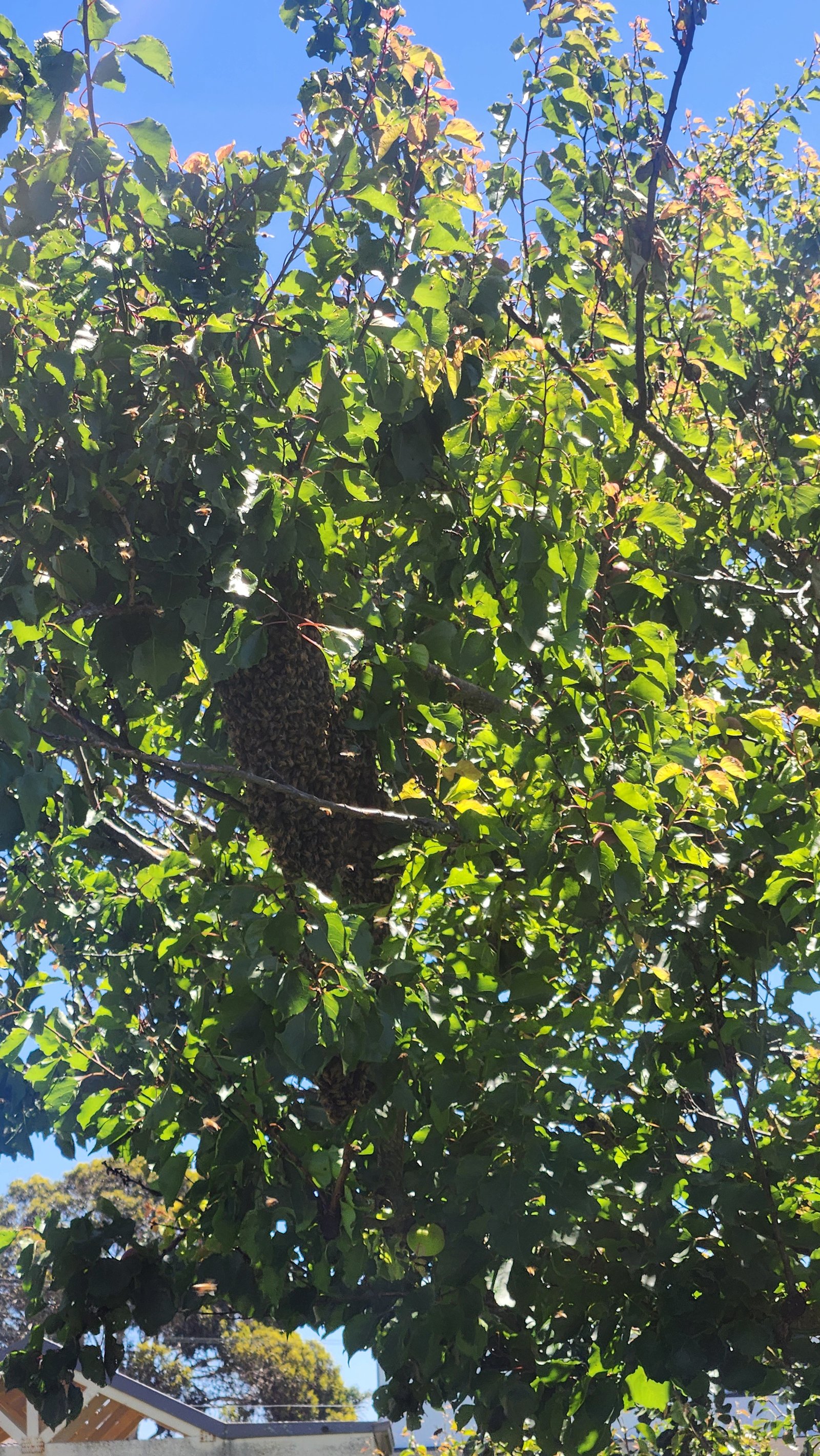 Swarm photo