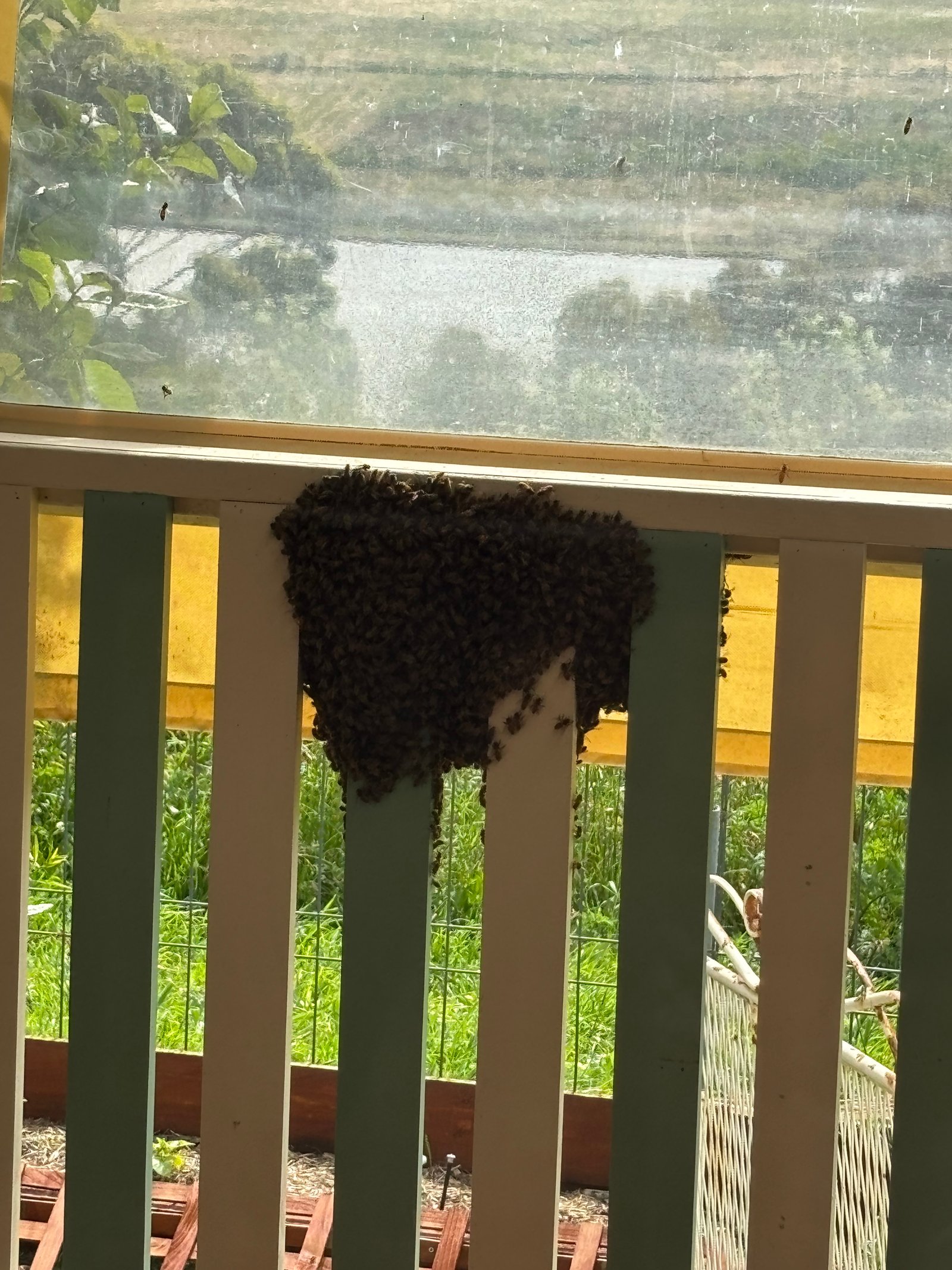 Swarm photo