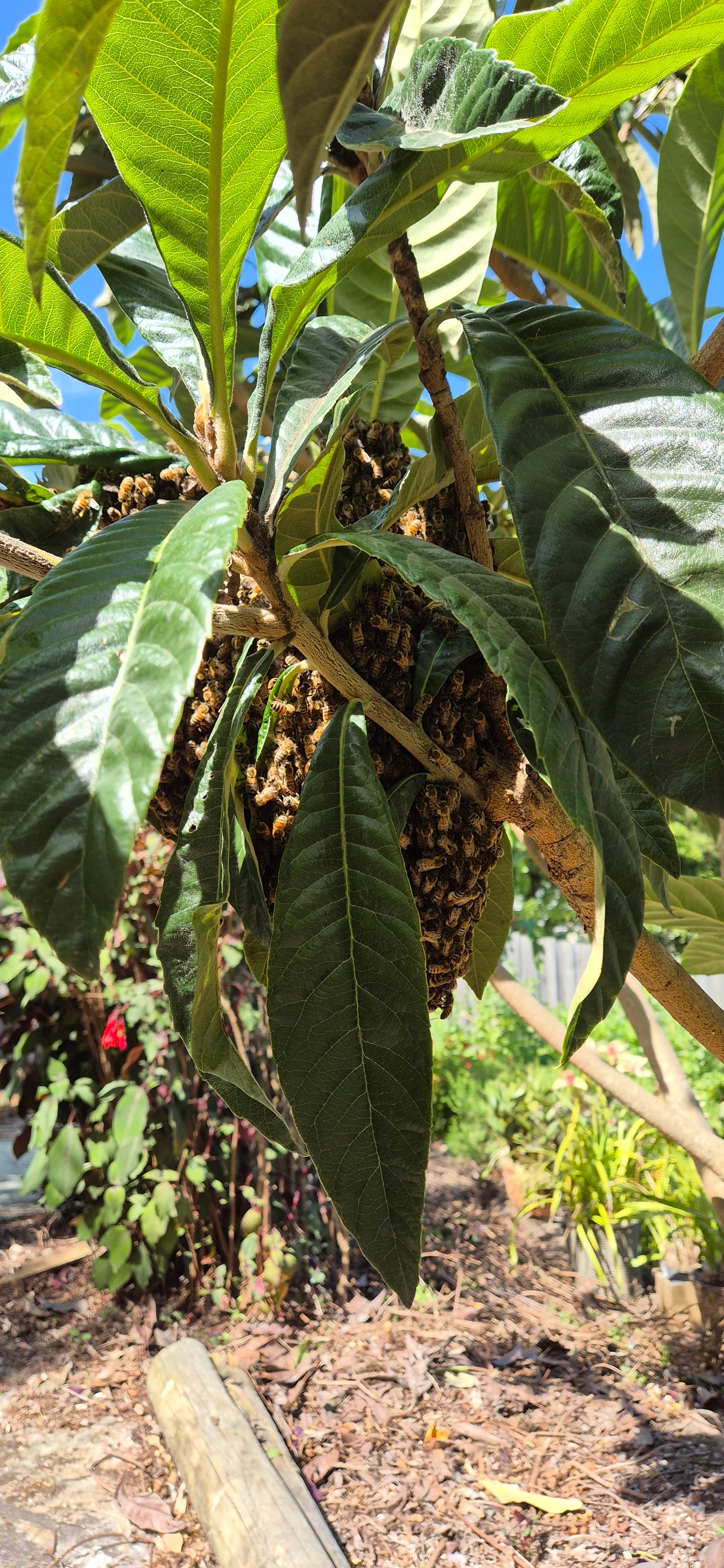 Swarm photo
