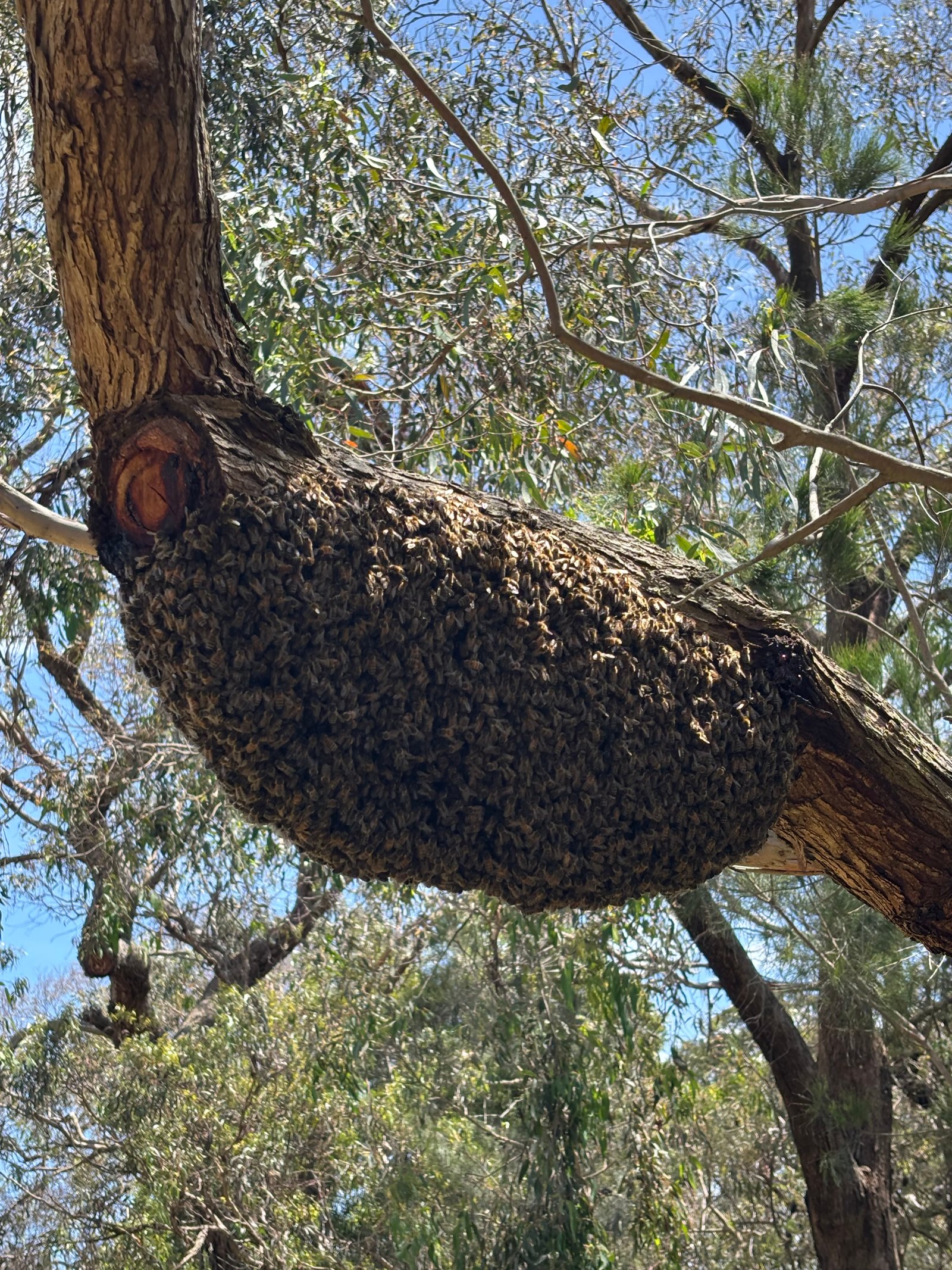 Swarm photo