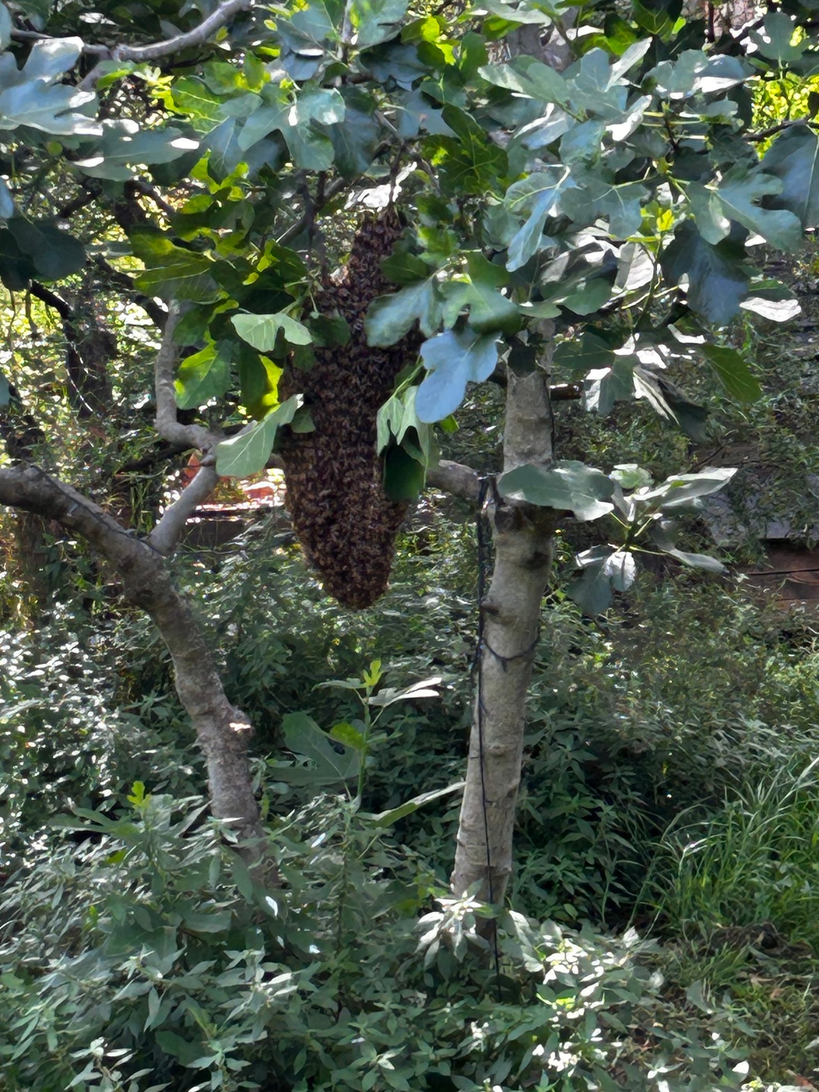 Swarm photo
