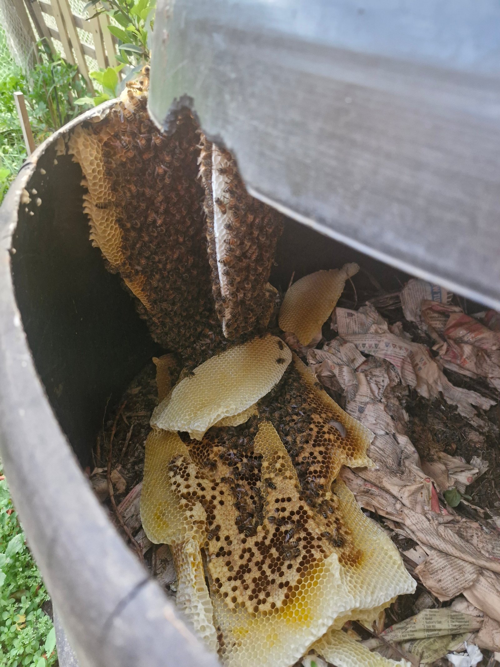 Swarm photo