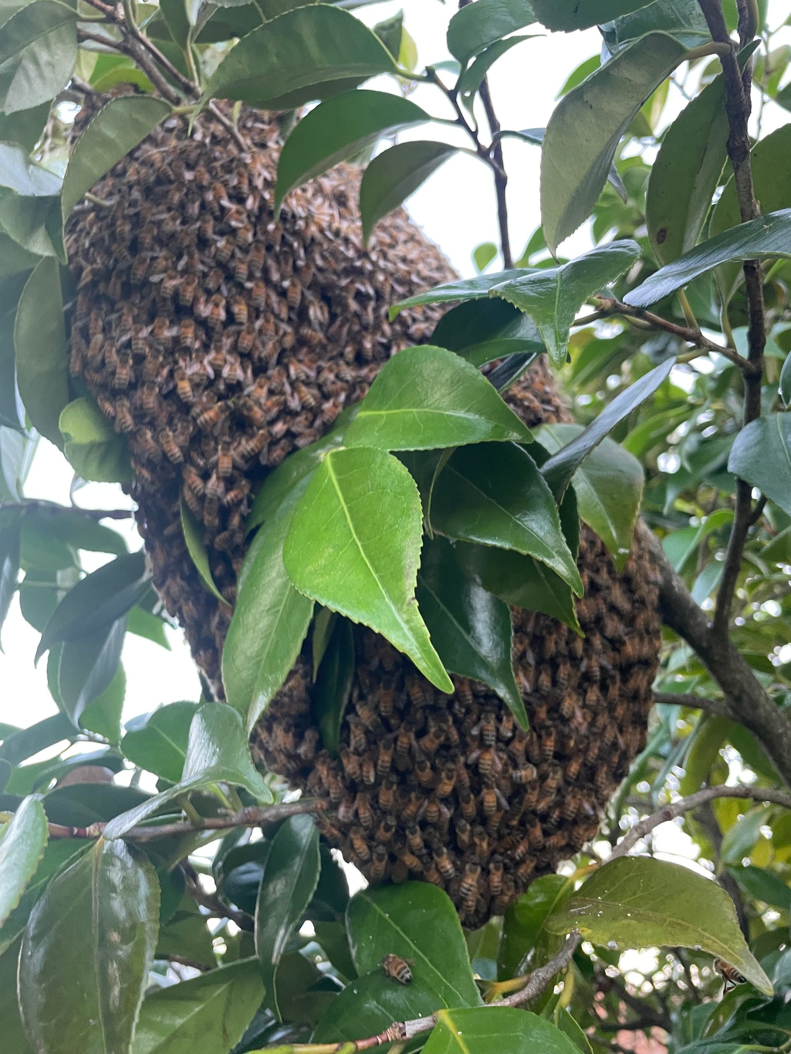 Swarm photo