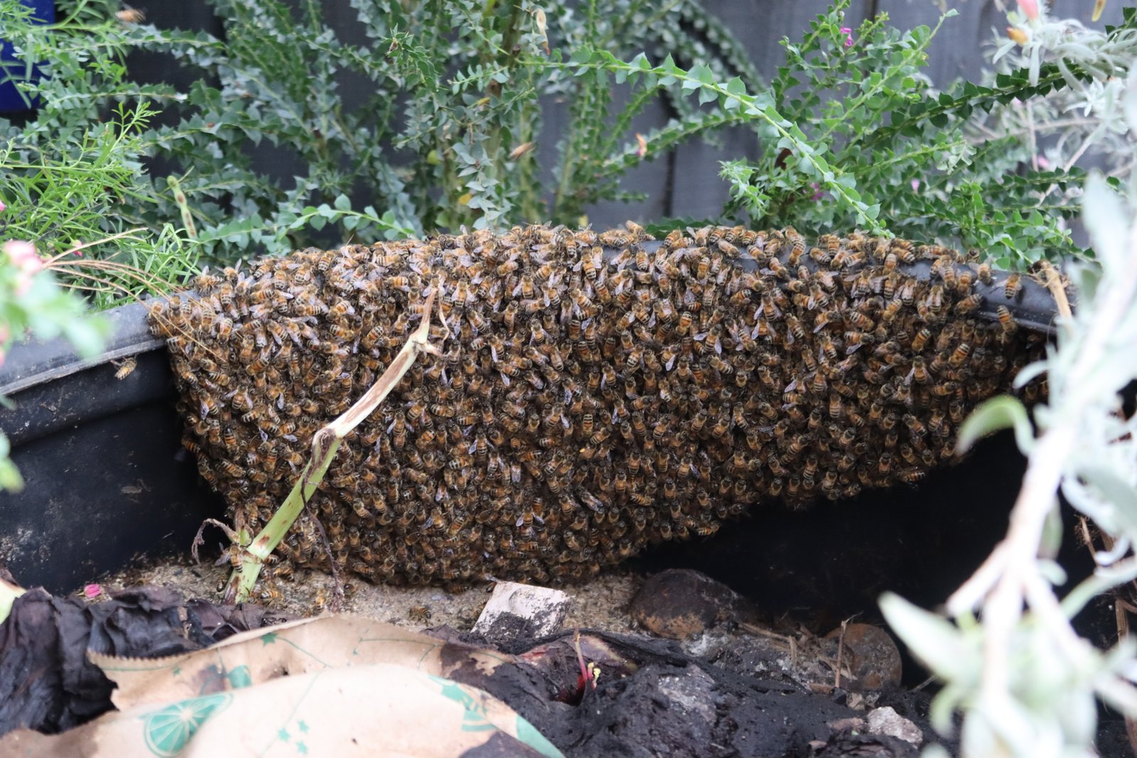 Swarm photo