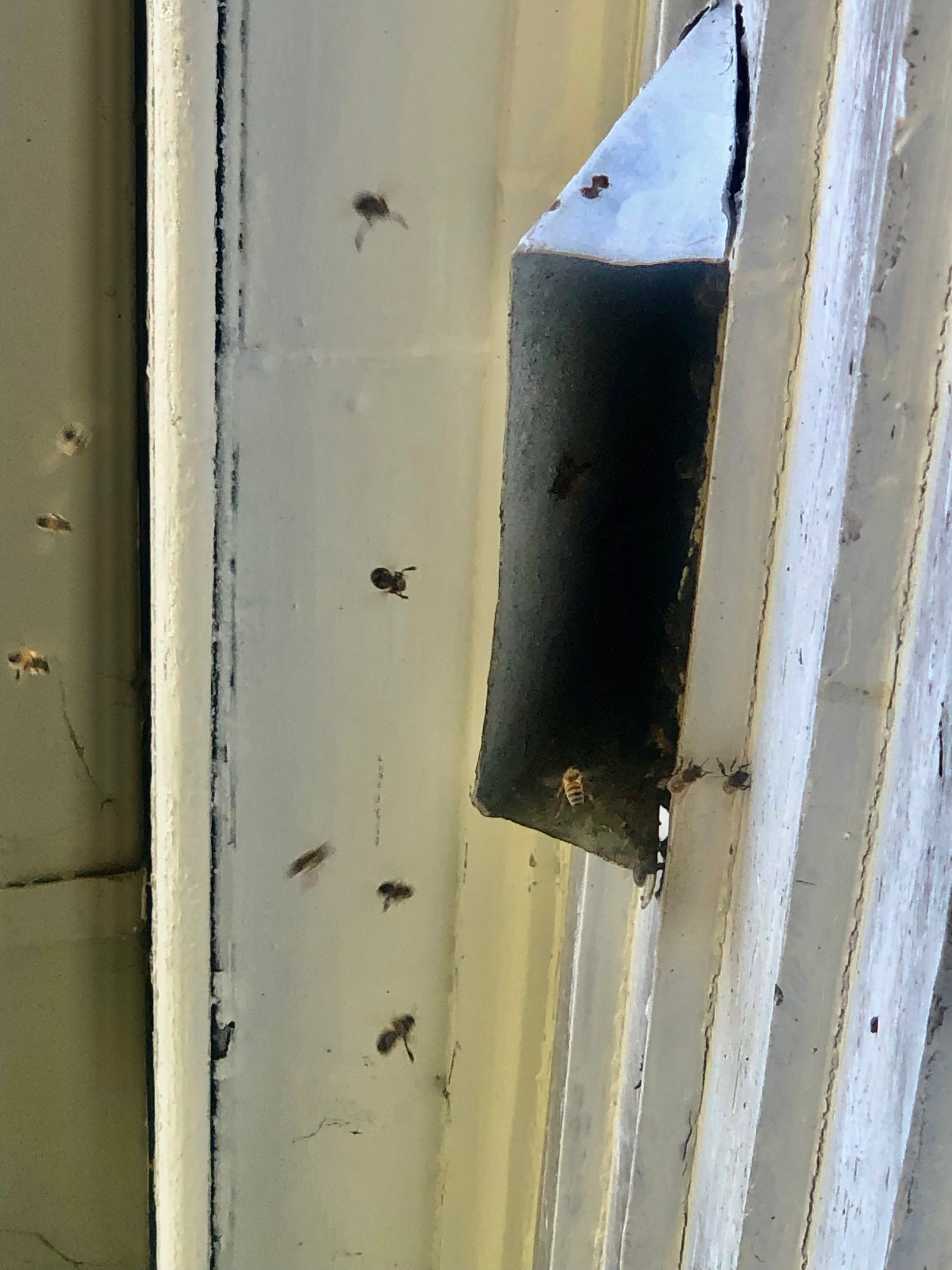Swarm photo