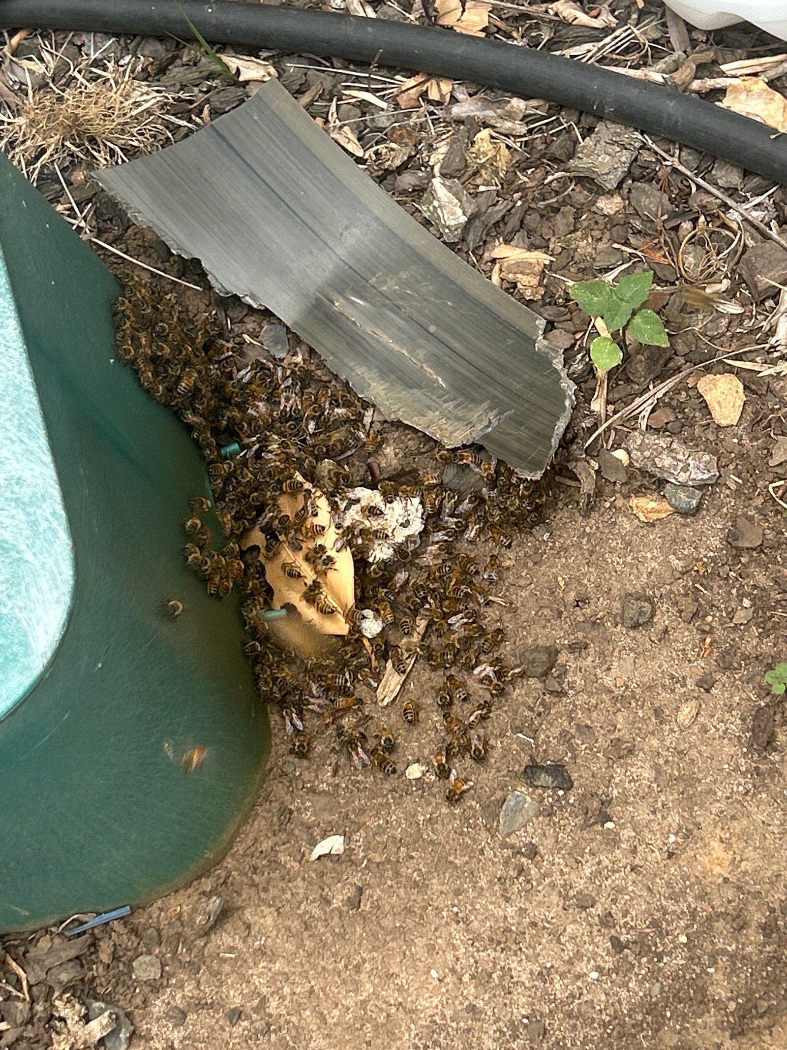Swarm photo
