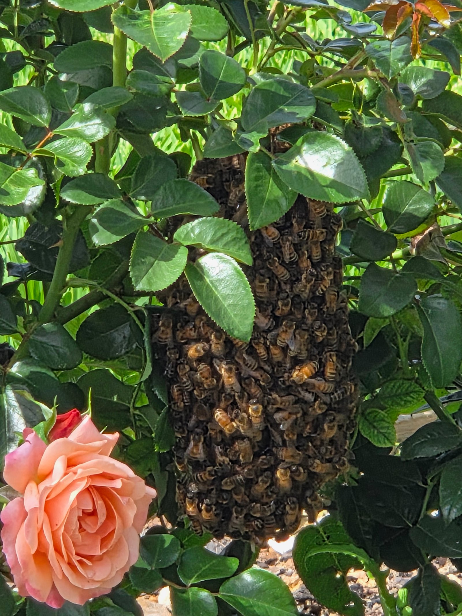 Swarm photo