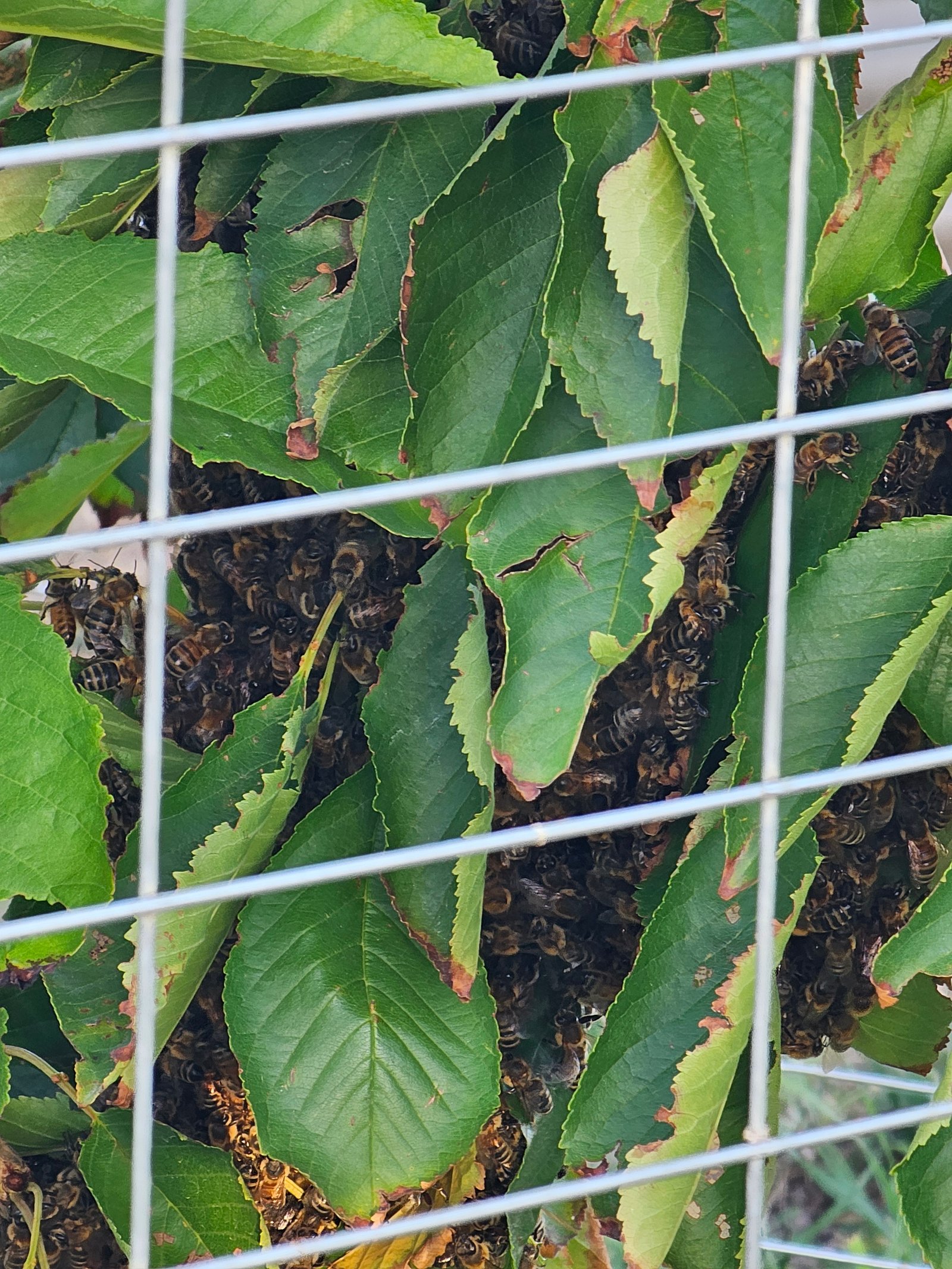 Swarm photo