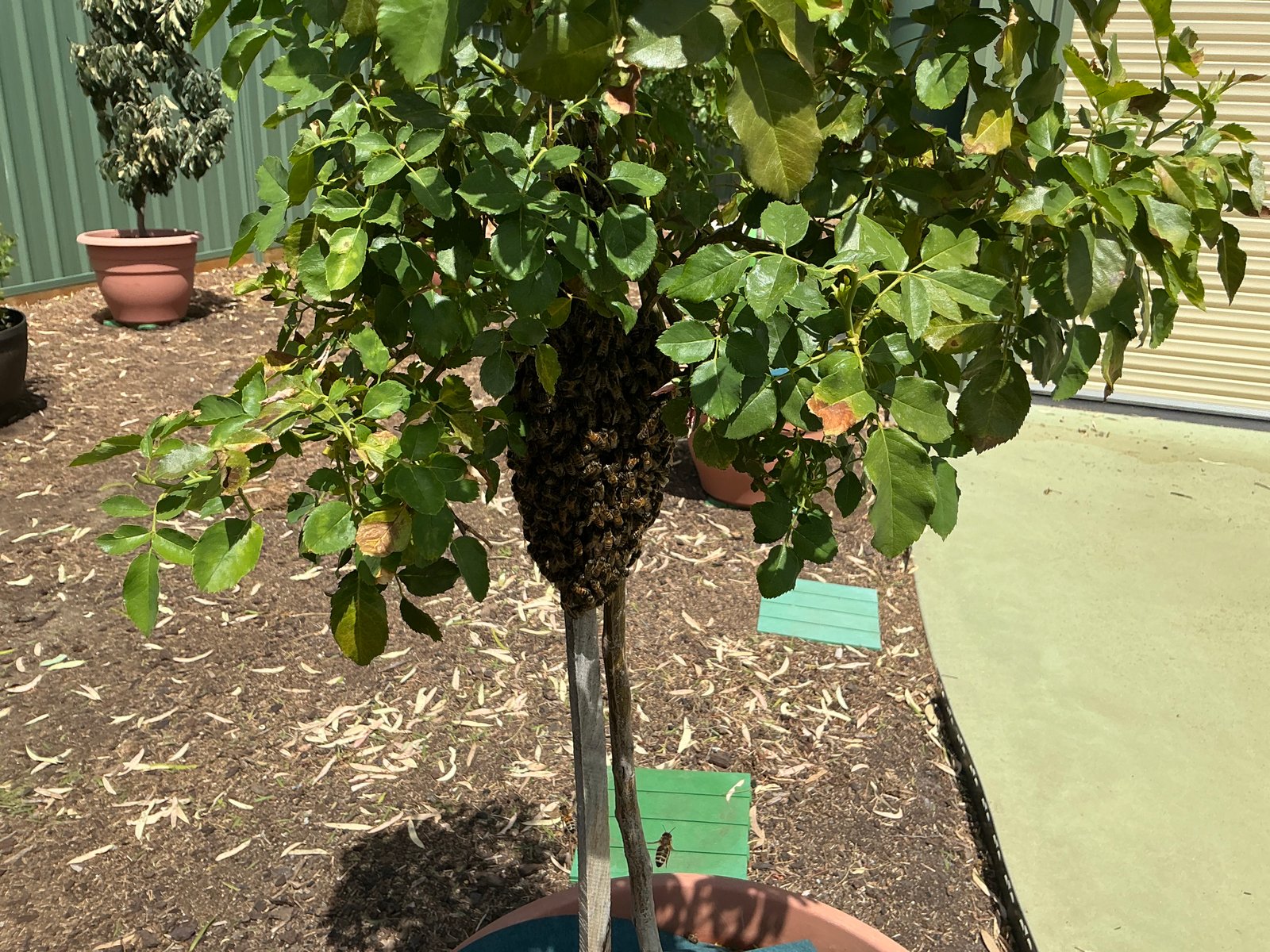 Swarm photo