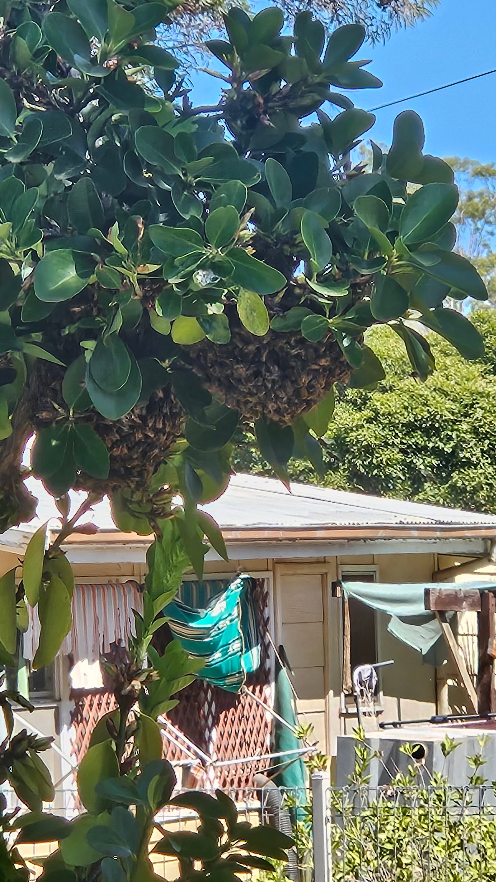 Swarm photo