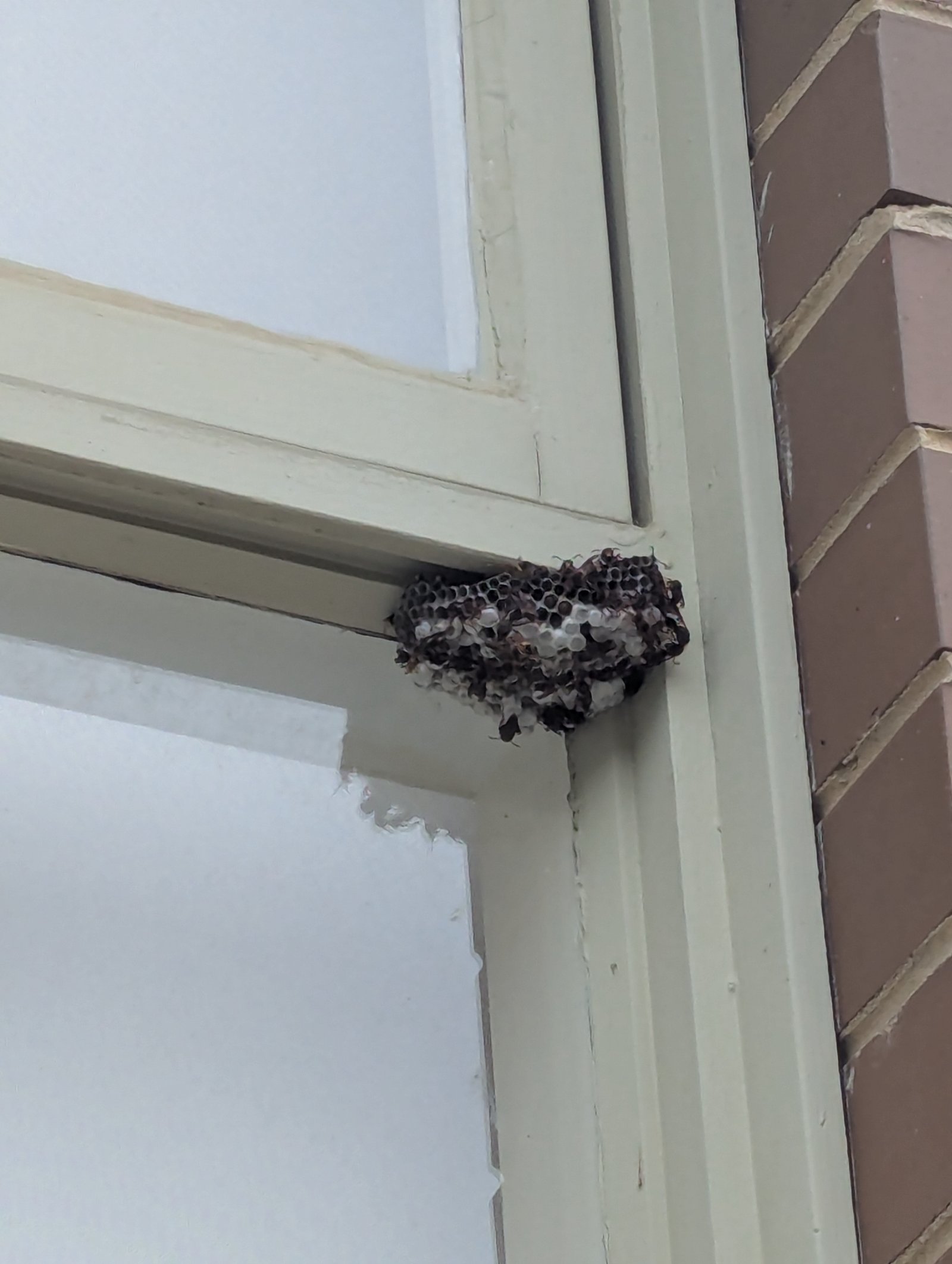 Swarm photo