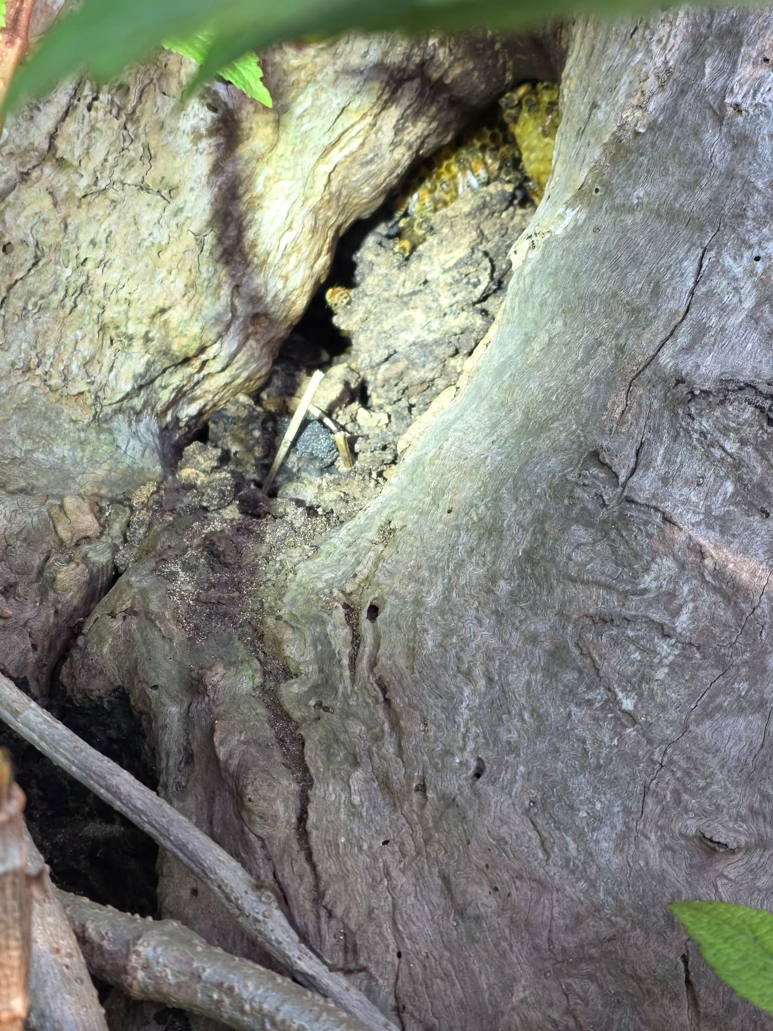 Swarm photo