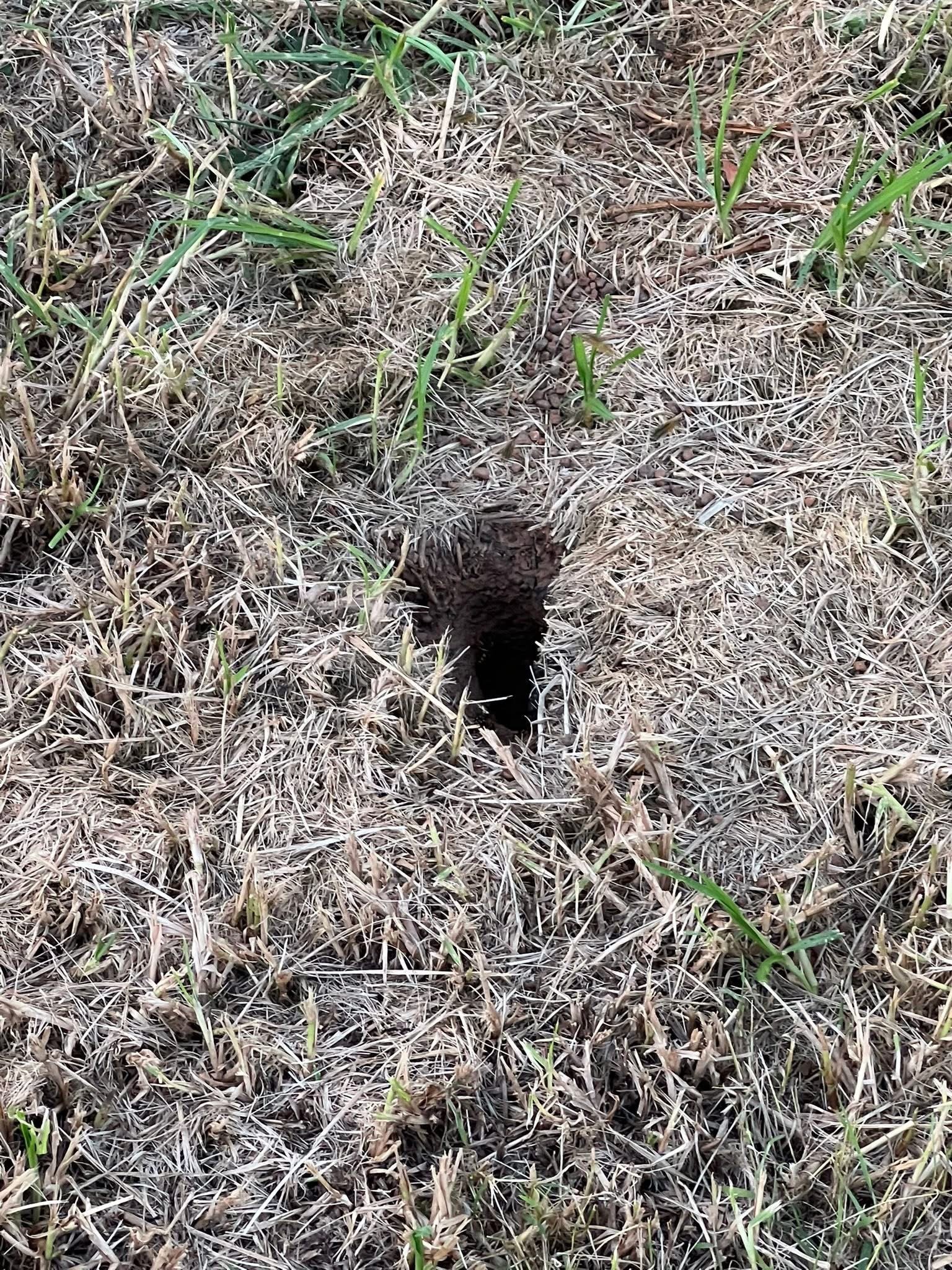 Swarm photo