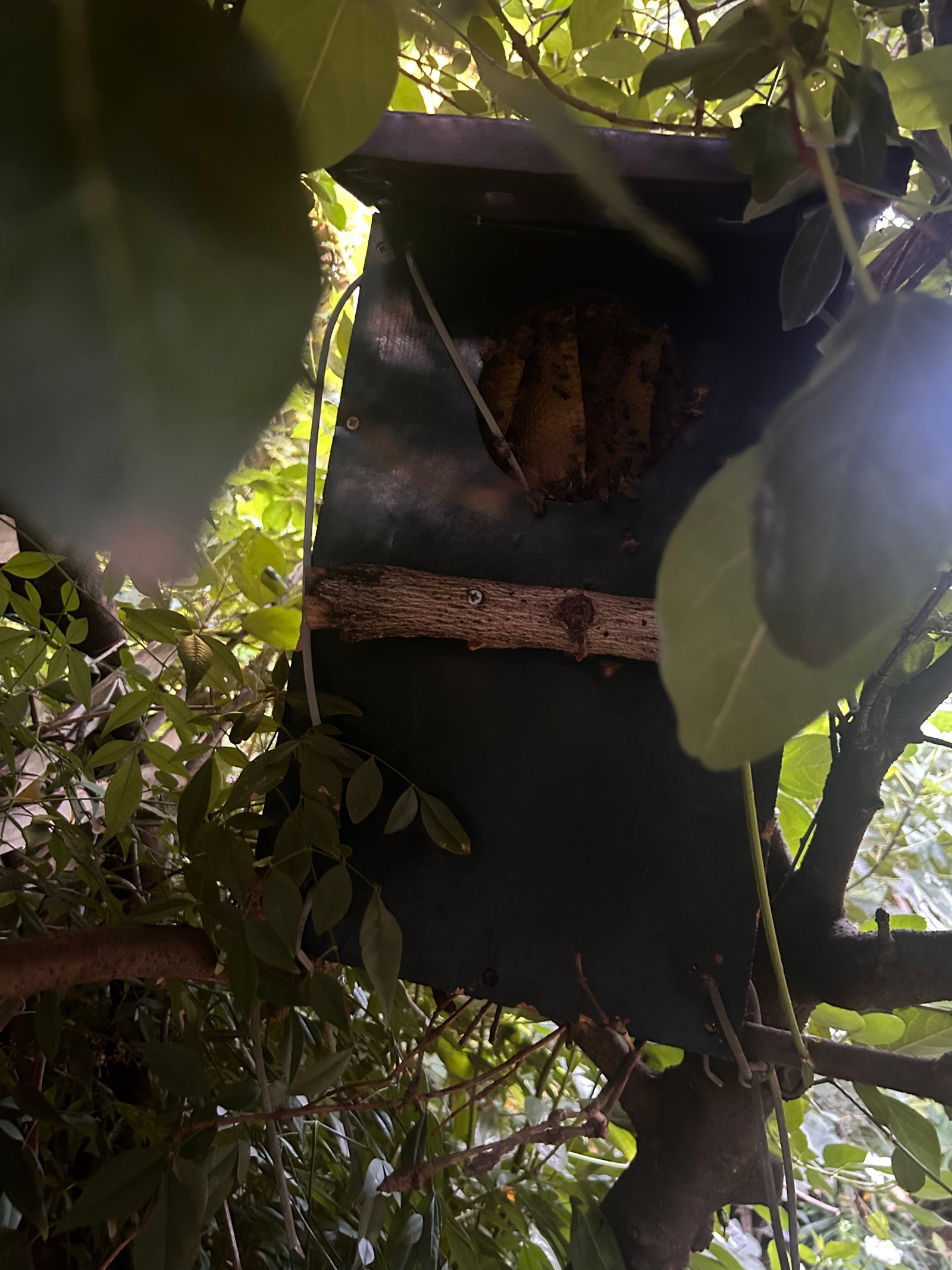 Swarm photo