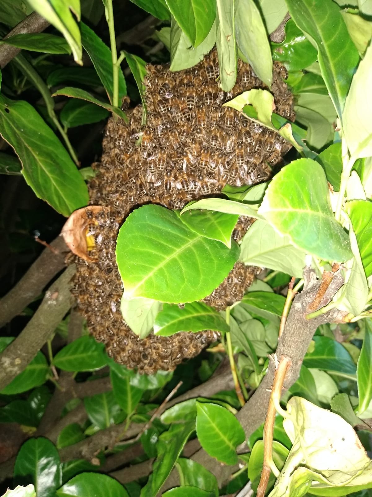 Swarm photo