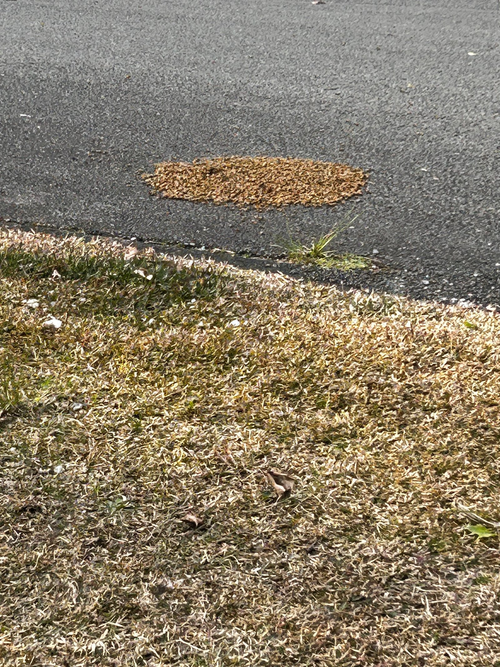 Swarm photo