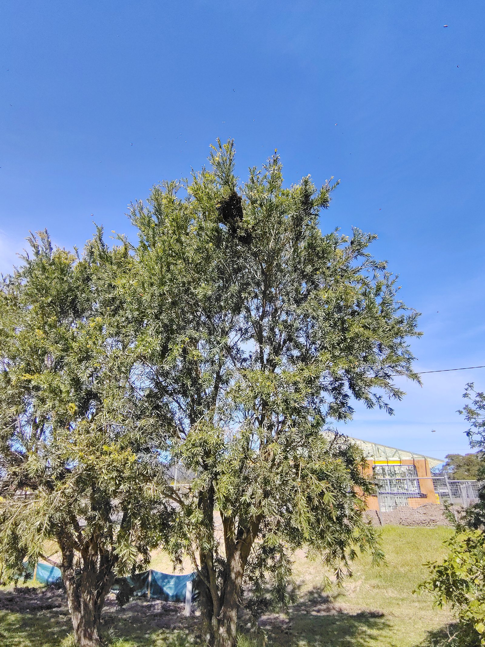 Swarm photo