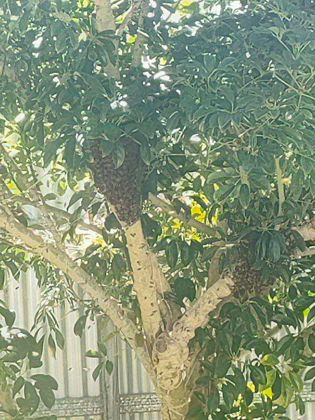 Swarm photo